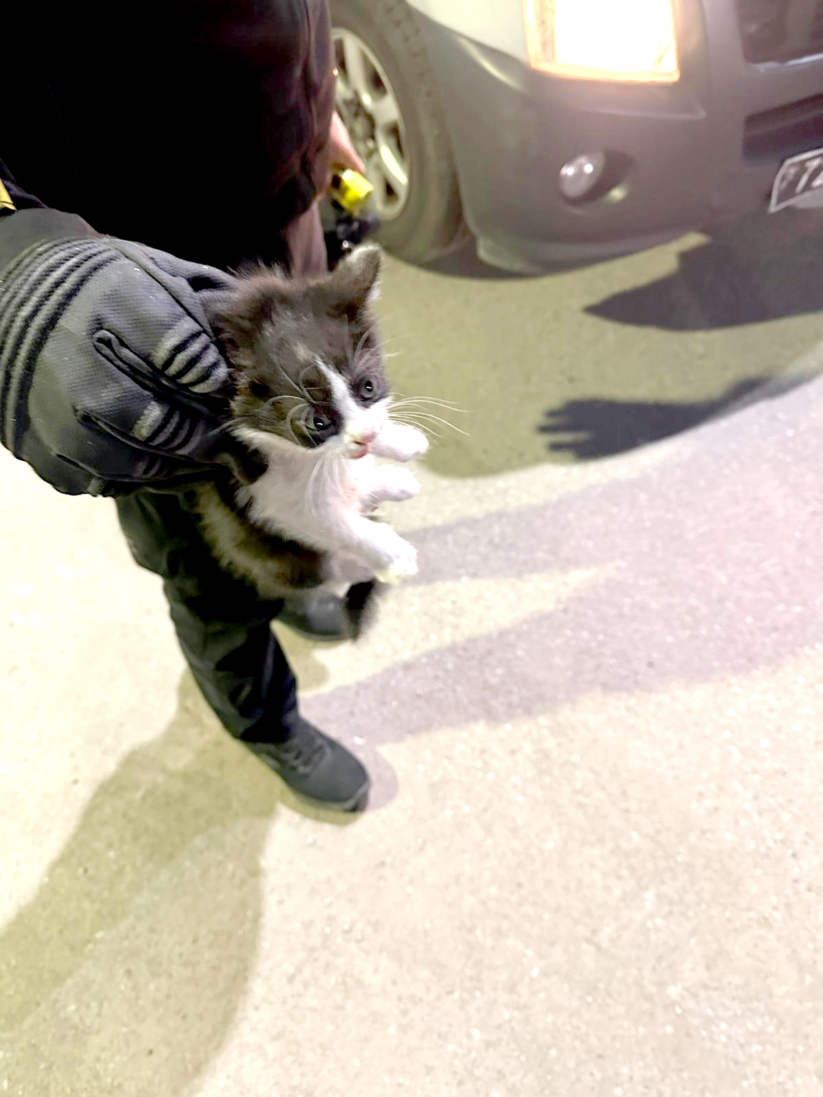 Kaputa Sığınan Yavru Kedi Kurtarıldı