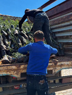 Hasankeyf’te 4 Bin zeytin fidanı dağıtıldı