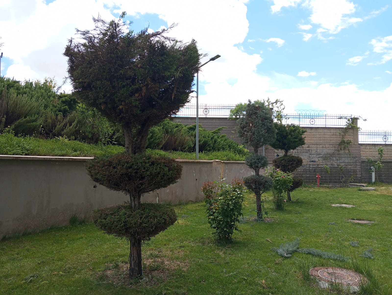 Form Verilen Ağaçlar Kente Farklı Bir Ambiyans Kattı
