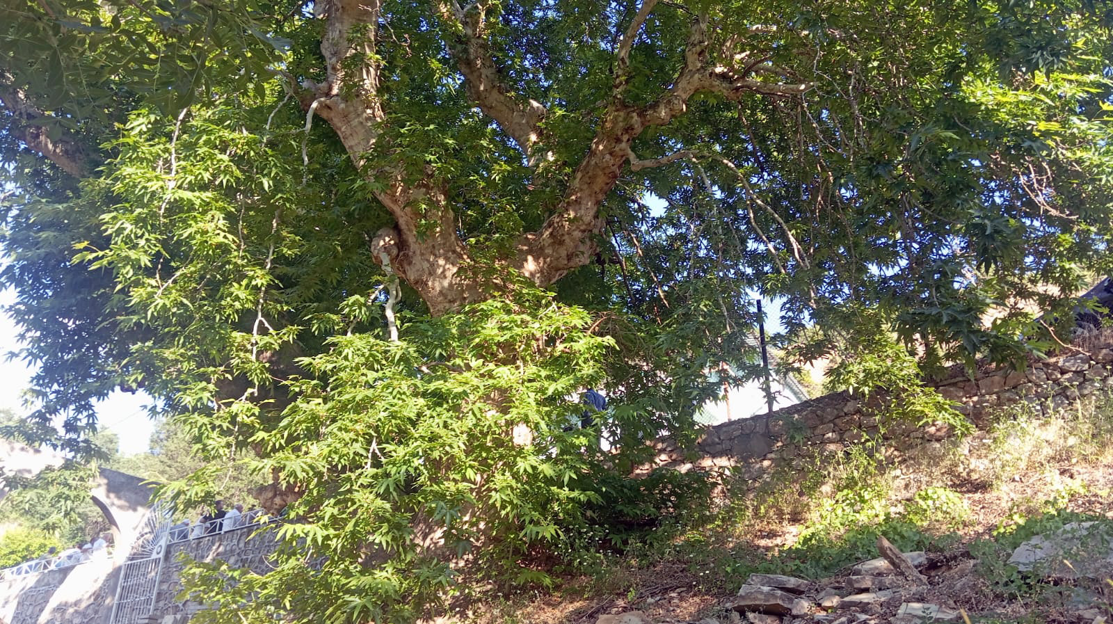 Asırlık Çınar Ağacı Ziyaretçilerin İlgi Odağı
