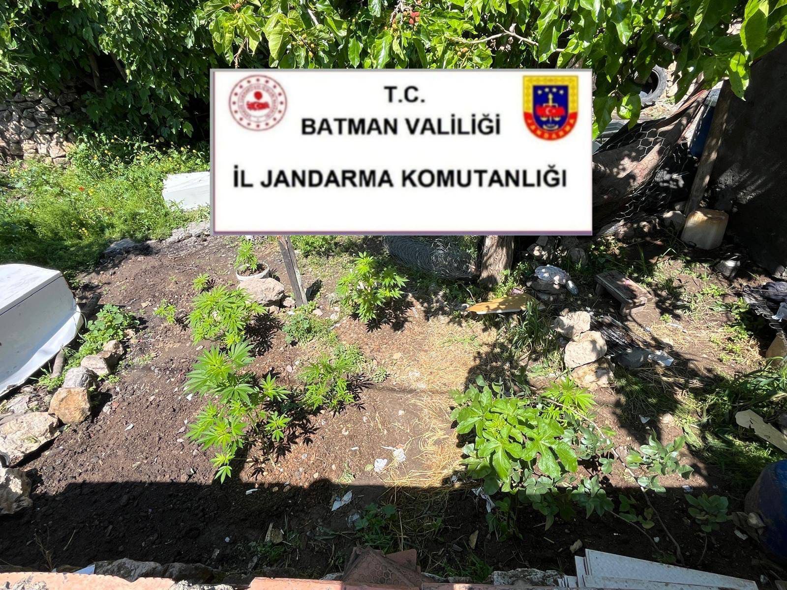 15 Kök Kenevir ve Binlerce Paket Kaçak Sigara Yakalandı