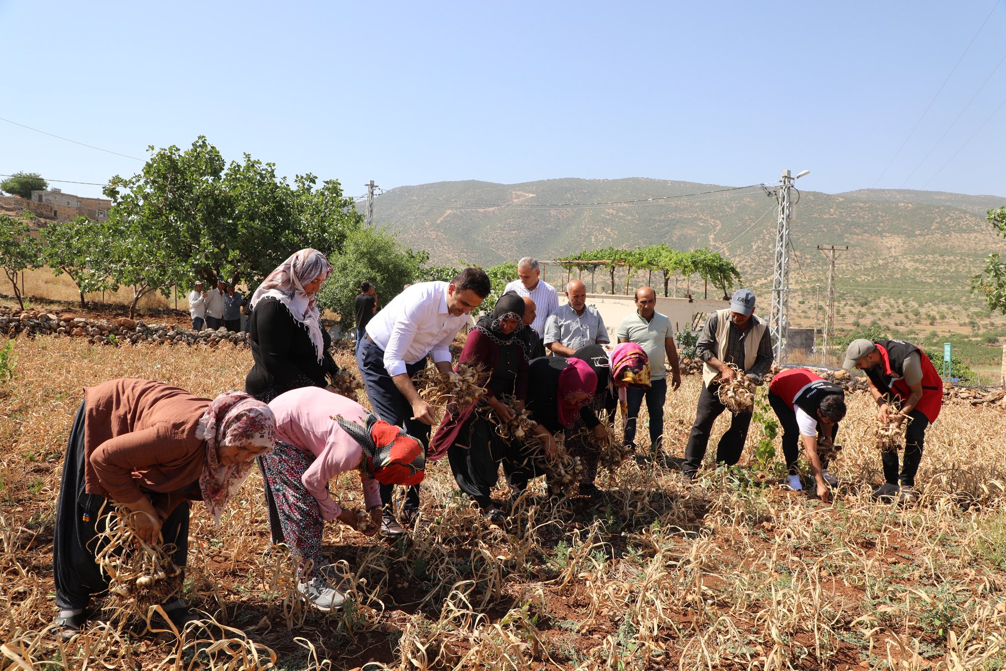 Kaymakam İmrak, Mehina Sarımsağı Hasadına Katıldı