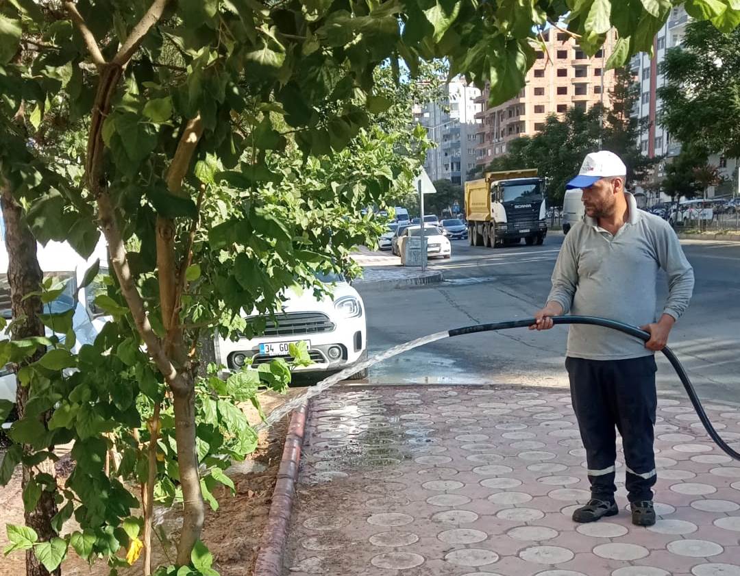 Ağaçlar Gün Doğmadan Sulanıyor