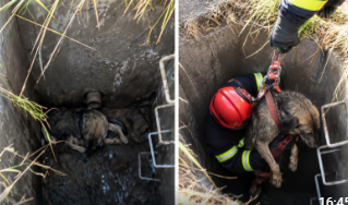 MISIR TARLASINDA MAHSUR KALAN KÖPEĞİ İTFAİYE EKİPLERİ KURTARDI