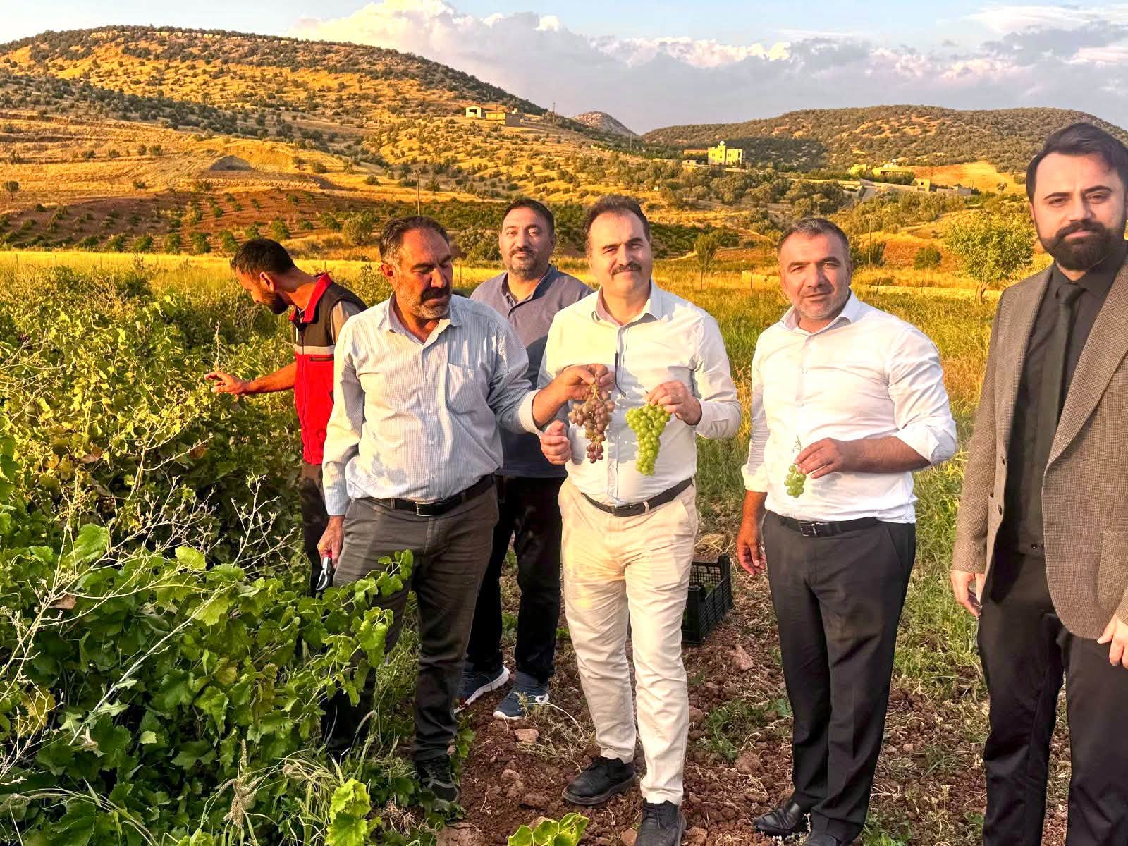 Gercüş’te Binetat Üzümünde Hasat Sevinci